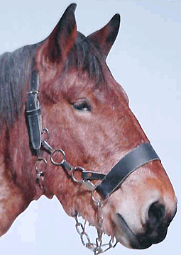 European Draft Horse halter