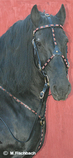 Hungarian calvary Bridle