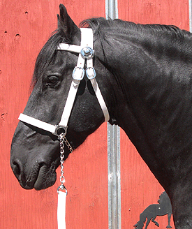 White halter