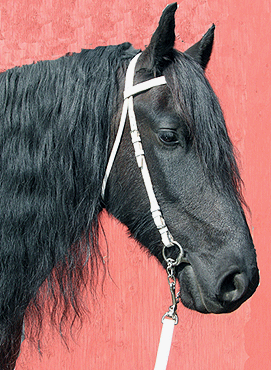 White Bridle