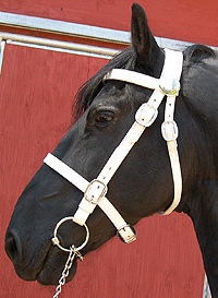 White Bridle